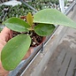 Hoya australis 001