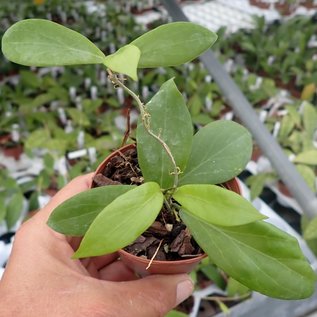 Hoya camphorifolia