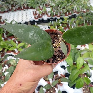 Hoya caudata  Sumatra