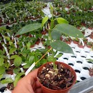 Hoya coronaria cv. Pink big flower