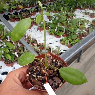 Hoya coronaria  cv. Big White Flower