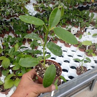 Hoya coronaria cv. Red Flower