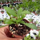 Hoya davidcummingii cv. Yellow Flower