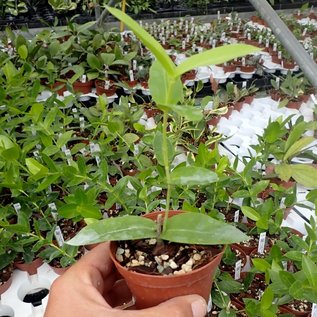 Hoya densifolia  cv. Dark flower