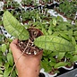 Hoya finlaysonii  cv. Naeva