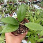 Hoya erythrostemma  cv. Pink Flower   x