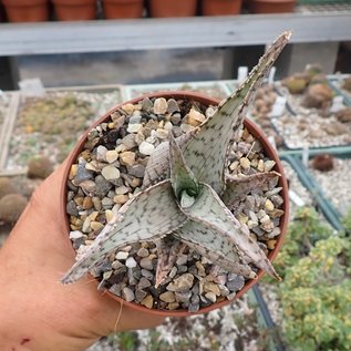 Aloe aculeata cv. Wilderness