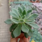 Echeveria cv. Dumon