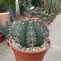 Melocactus neryi