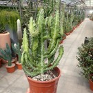 Euphorbia lactea