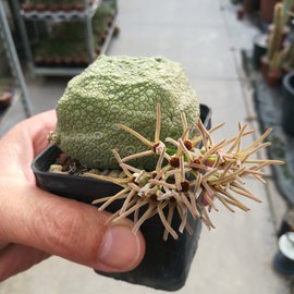 Pseudolithos cubiformis