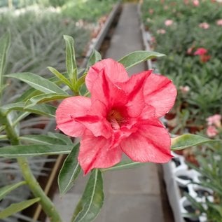 Adenium obesum Serene Rose   gepfr.