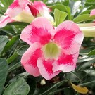 Adenium obesum Extreme Border CB LAI 1  gepfr.