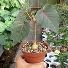 Ficus palmeri