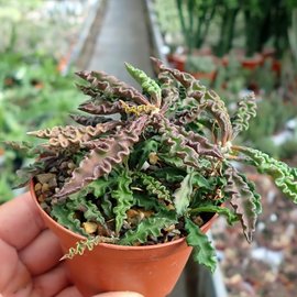 Euphorbia decaryi v. spirosticha  Region Tolanaro, Madagaskar   CITES, not outside EU