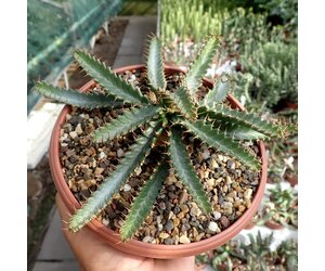 Euphorbia stellata - Uhlig Kakteen - Più di 5.000 specie diverse