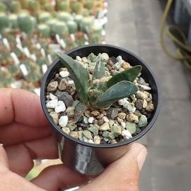 Ariocarpus trigonus   Lucio Blanco, Tamaulipas, Mexico   CITES, not outside EU