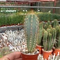 Pilosocereus pachycladus