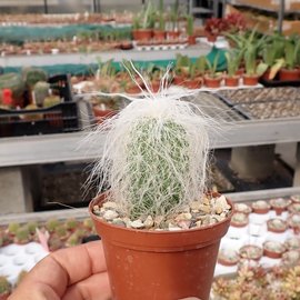 Cephalocereus senilis