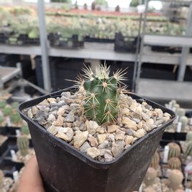 Echinocereus coccineus ssp rosei HK 1510 New Mexico    (dw)