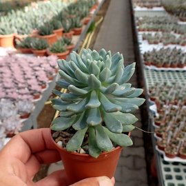 Echeveria runyonii cv. Blue Elf