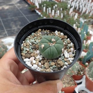 Echinocactus horizonthalonius  JABO 032 Tula, Tamaulipas, Mx