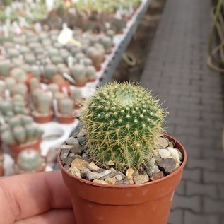 Notocactus werdermannianus LW 135  Cerro El Porton, Tacuarembó, Uruguay