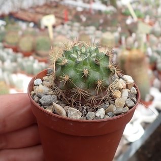 Neoporteria subgibbosa v. littoralis