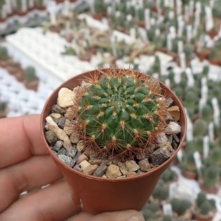 Sulcorebutia mentosa cv. brunispina HS 048 Aiquile - Mizque, 2400 m, von weißblühenden Exemplaren