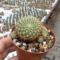 Sulcorebutia mentosa cv. aureispina