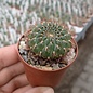 Sulcorebutia mentosa