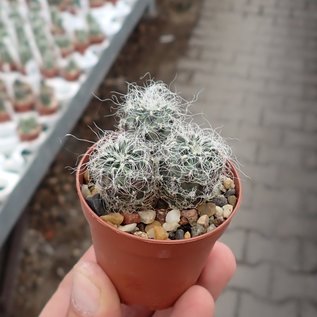 Sulcorebutia hertusii