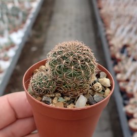 Sulcorebutia kruegerae v. hoffmannii HS 090 Cochabamba - Santa Cruz, km 53, 3000 m