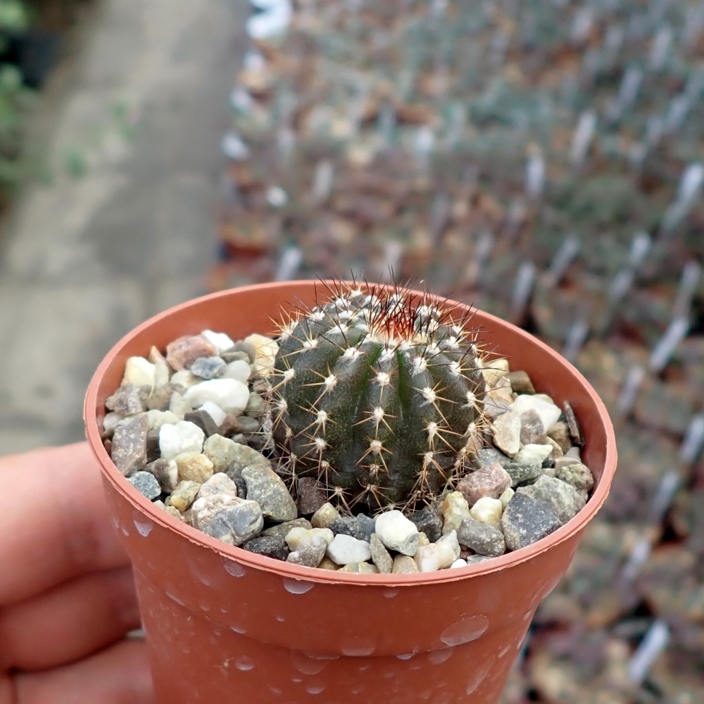 Uebelmannia pectinifera RNK 018 5 km südl. Mendanha, Minas Gerais