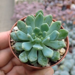 Echeveria runyonii cv. Blue Elf