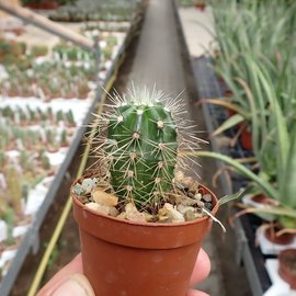 Echinocereus polyacanthus v. huitcholensis MAO 019 Mazatlan - Durango, km 200