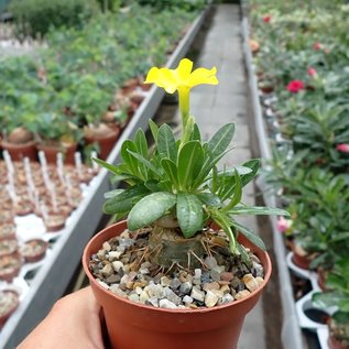 Pachypodium brevicaule    gepfr.