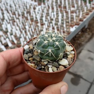 Gymnocalycium ritterianum  P 219 Sierra Fatamia, Rijoa, Aregentinien, 1800 m 1800 m