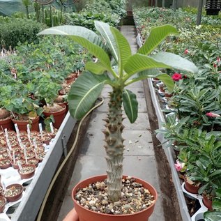 Pachypodium baronii       CITES, not outside EU