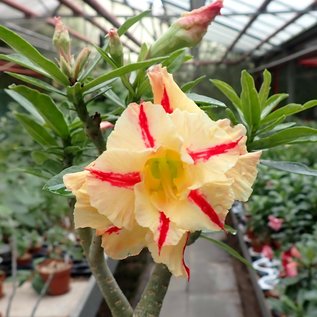 Adenium obesum Feu de Rêve  Cf 25 mit jahreszeitlich bedingtem Rückschnitt, with cutback gepfr.