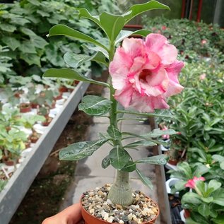 Adenium obesum Claret Pelargonium CE 02  gepfr.