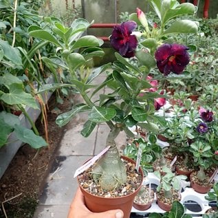 Adenium obesum Black Dragon   gepfr.