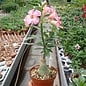 Adenium obesum Pink Harlekin CB LAI 2  gepfr.