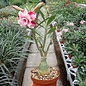 Adenium obesum Sab Sam Boon   gepfr.