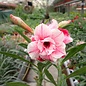 Adenium obesum Sab Sam Boon   gepfr.