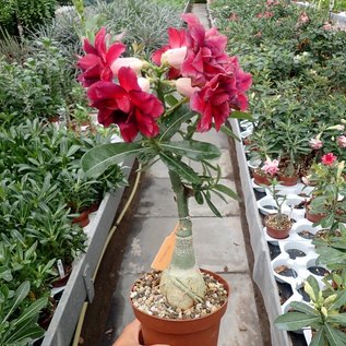 Adenium obesum Vulcanus   gepfr.