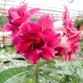 Adenium obesum Vulcanus   gepfr.