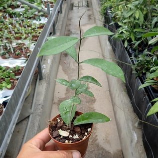 Hoya graveolens