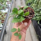 Hoya heuschkeliana  cv. Pink Flower