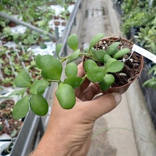 Hoya heuschkeliana  cv. Yellow Flower